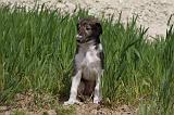 BARZOI 042